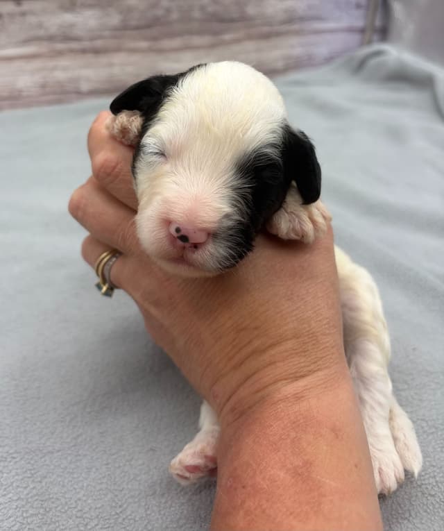 Portuguese Water Dog Puppies media 13