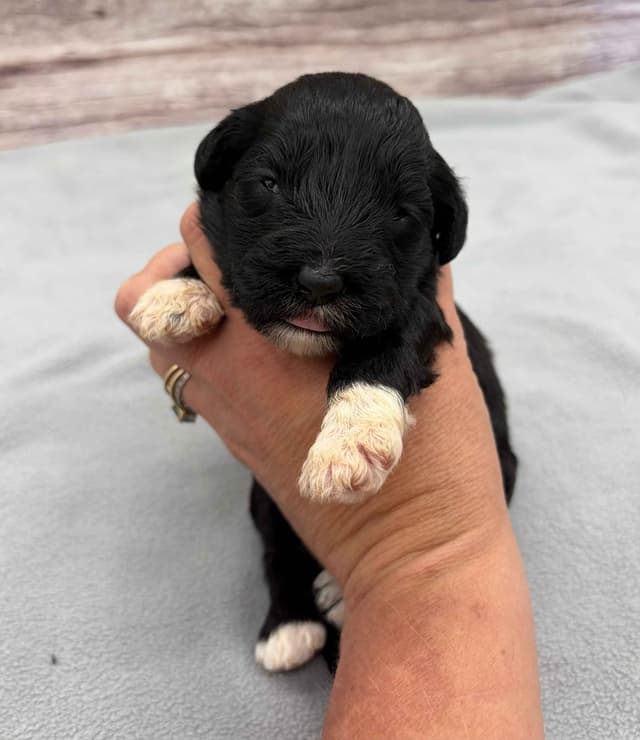 Portuguese Water Dog Puppies media 16