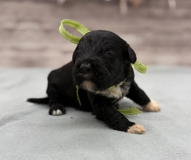 Portuguese Water Dog Puppies media 17