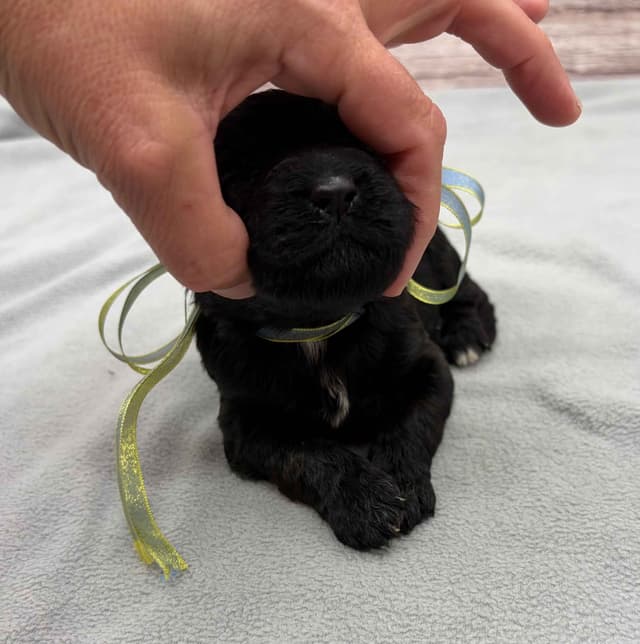 Portuguese Water Dog Puppies media 19