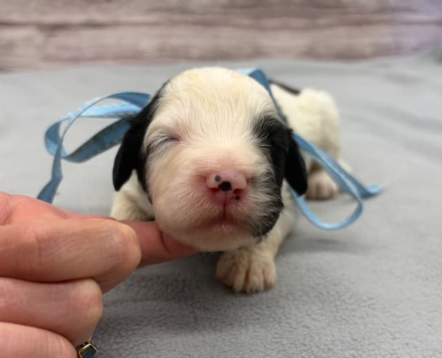 Portuguese Water Dog Puppies media 15