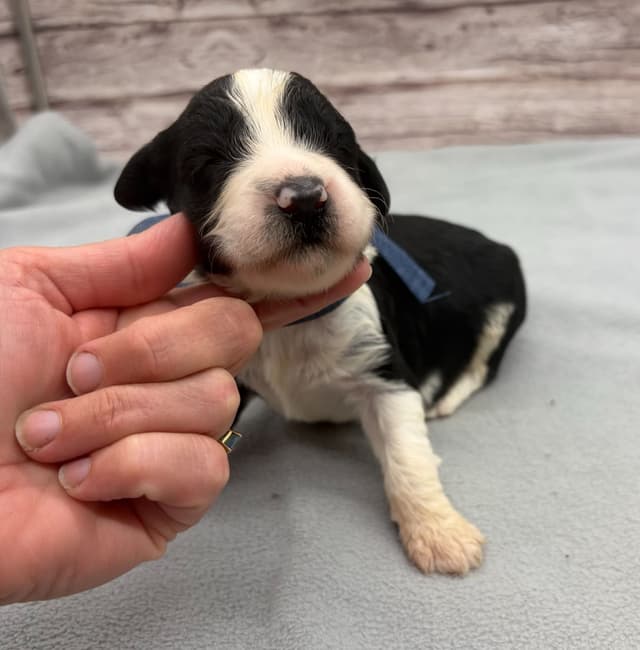 Portuguese Water Dog Puppies media 18