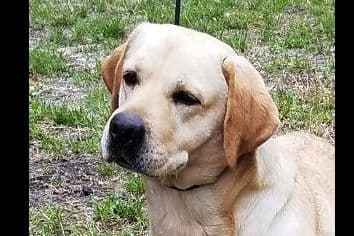 Labrador Retriever Puppies breeder image 3