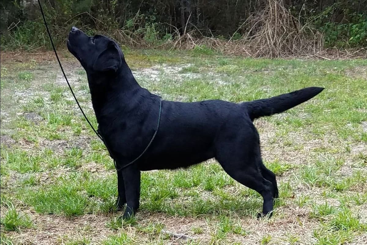 Labrador Retriever Puppies breeder image 4