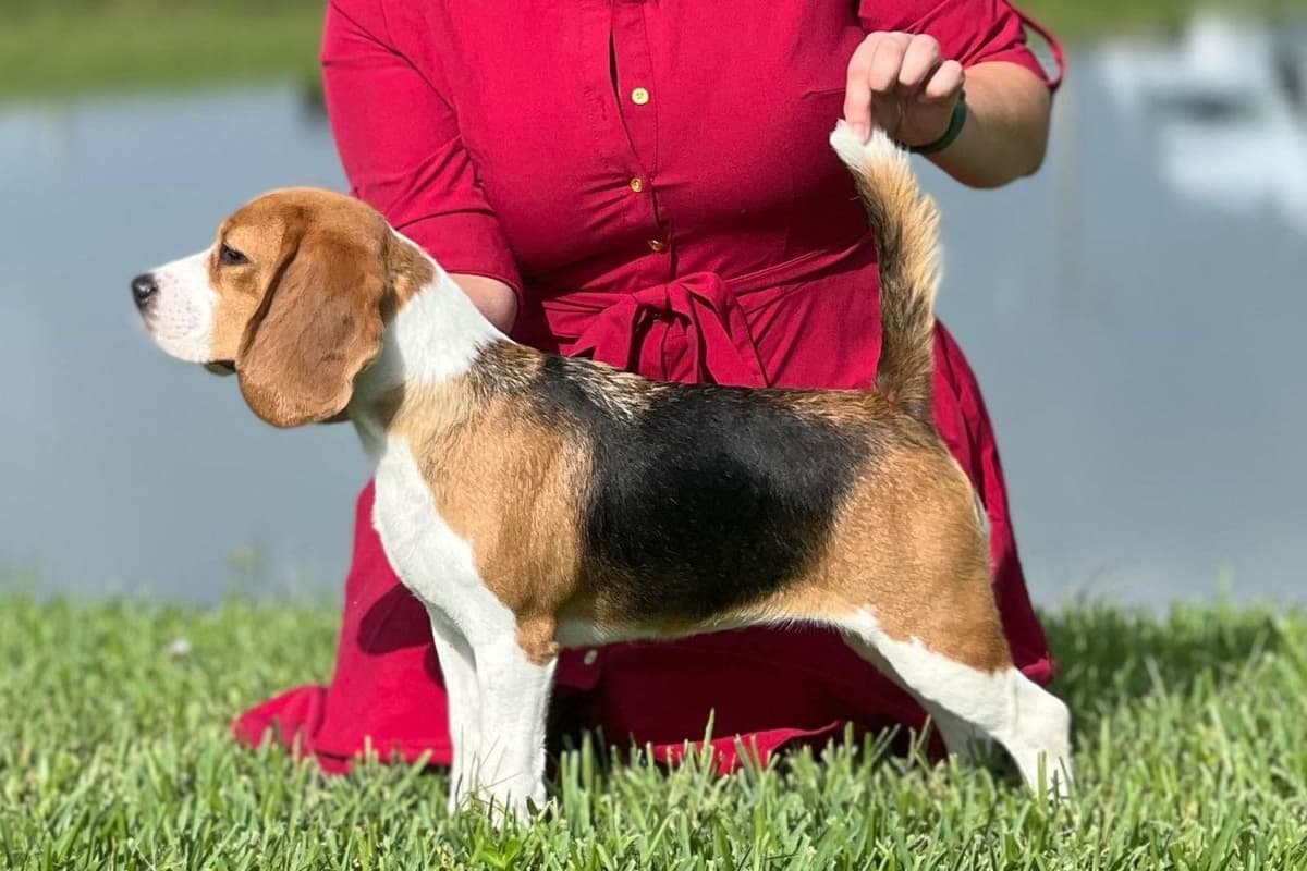Labrador Retriever Puppies breeder image 8