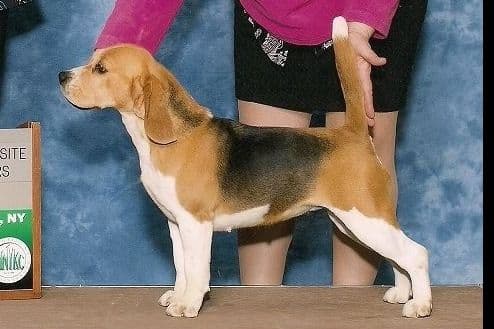 Labrador Retriever Puppies breeder image 16