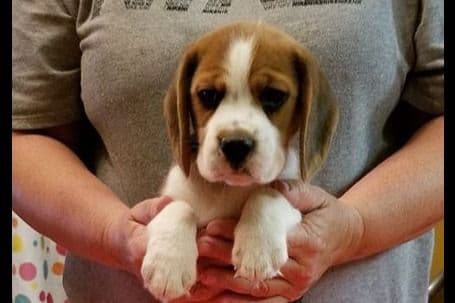 Labrador Retriever Puppies breeder image 17