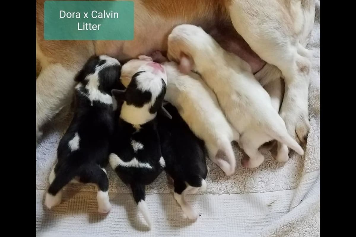 Labrador Retriever Puppies breeder image 18