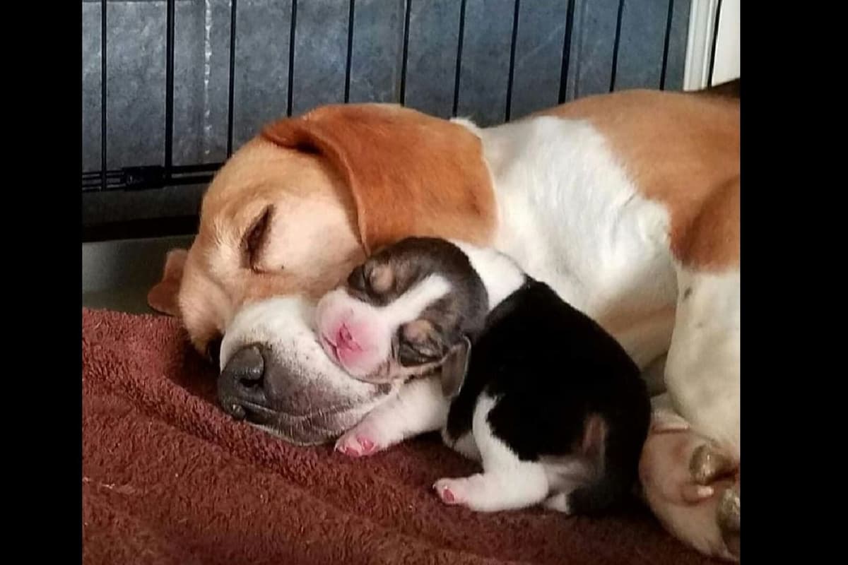 Labrador Retriever Puppies breeder image 19