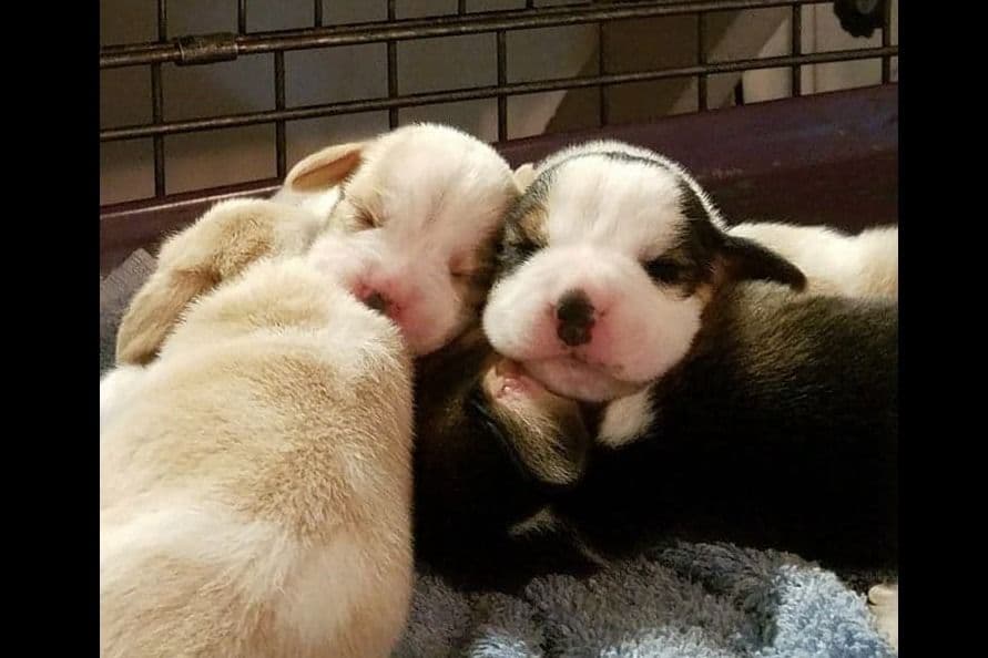 Labrador Retriever Puppies breeder image 28
