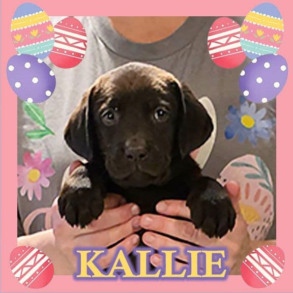 Labrador Retriever Puppies media 2