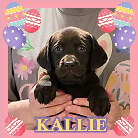 Labrador Retriever Puppies media 3