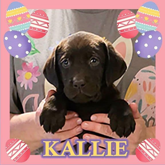 Labrador Retriever Puppies media 4
