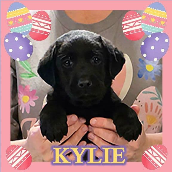 Labrador Retriever Puppies media 5