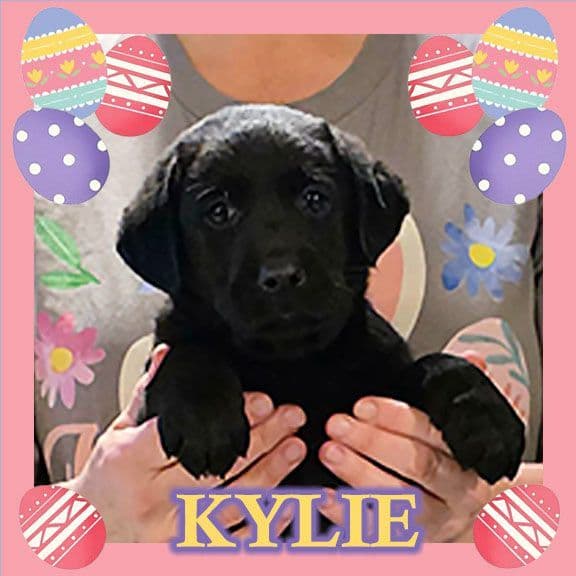 Labrador Retriever Puppies media 6