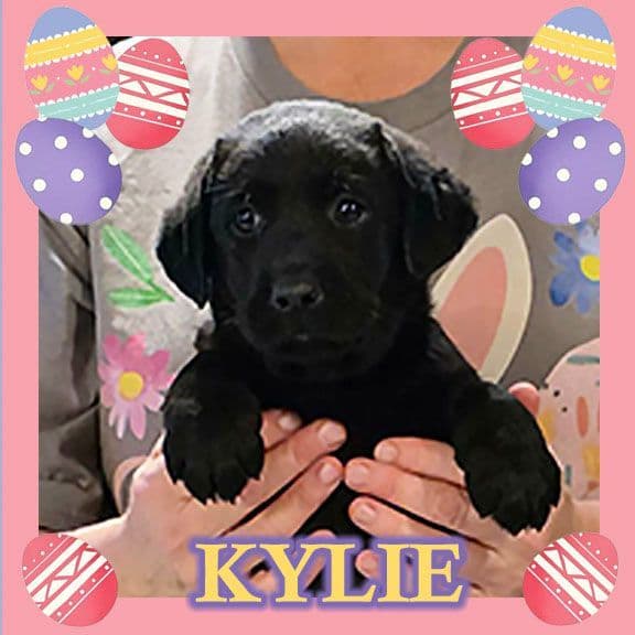 Labrador Retriever Puppies media 7