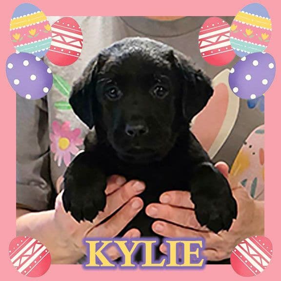 Labrador Retriever Puppies media 8