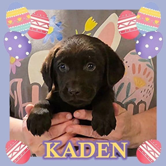 Labrador Retriever Puppies media 9