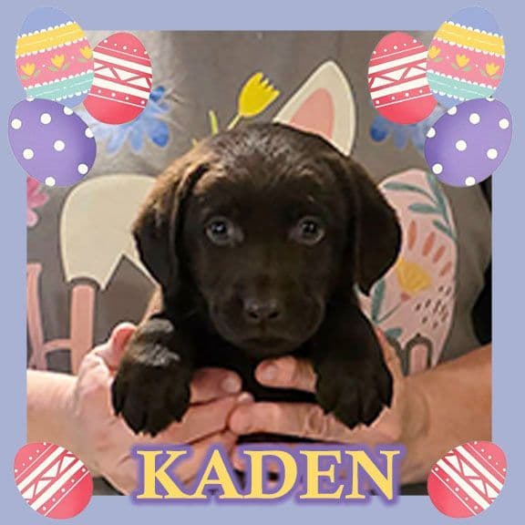 Labrador Retriever Puppies media 11