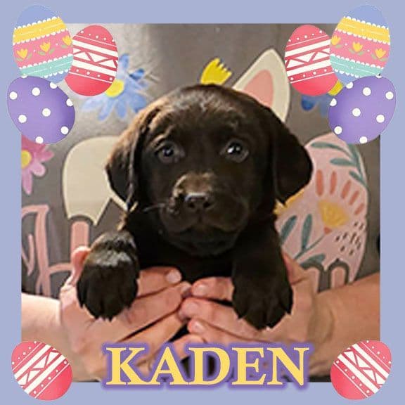 Labrador Retriever Puppies media 12
