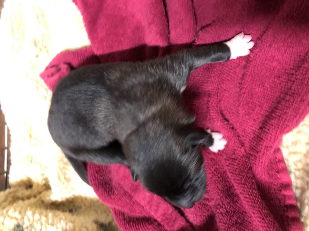 Akita Puppies breeder image 1