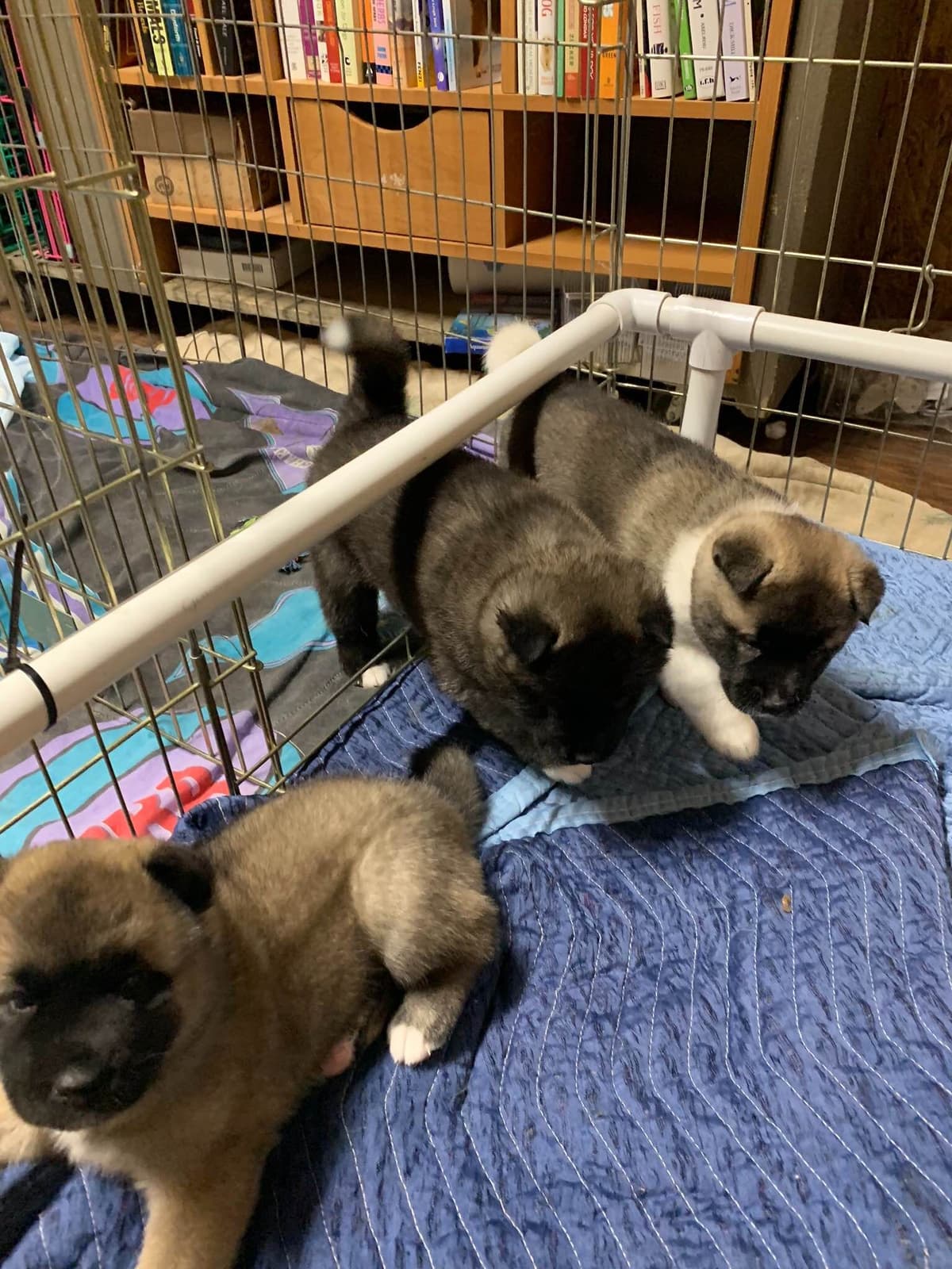 Akita Puppies breeder image 17