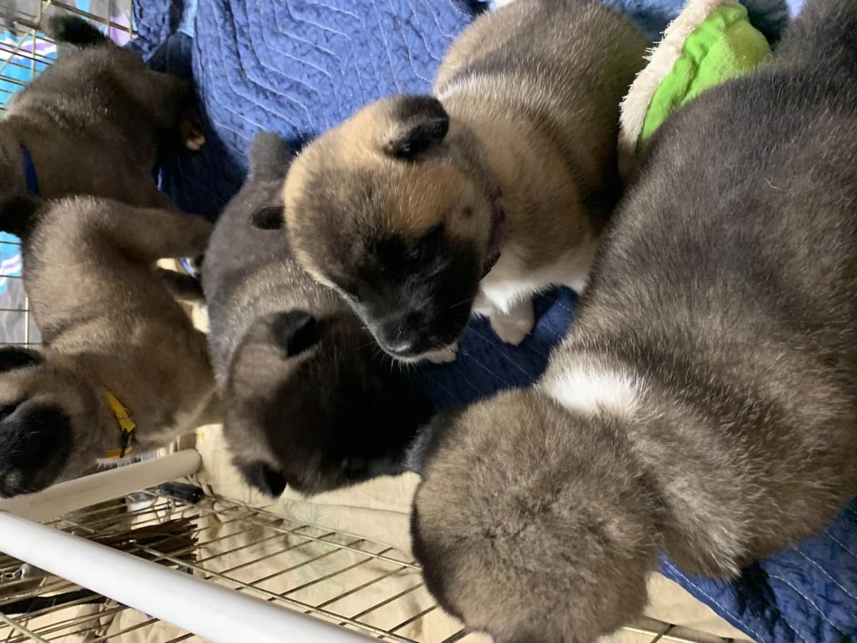 Akita Puppies breeder image 18