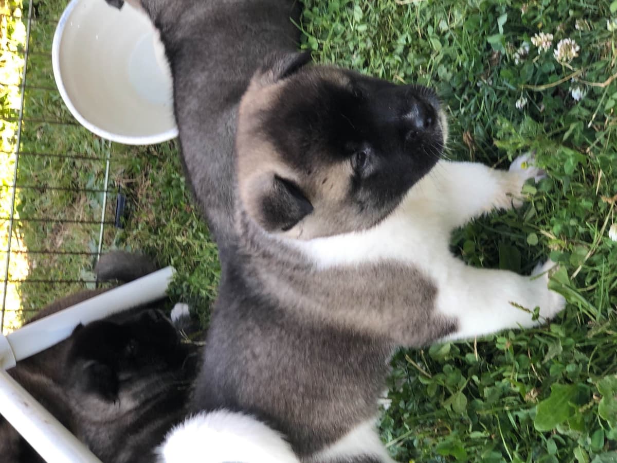 Akita Puppies breeder image 19