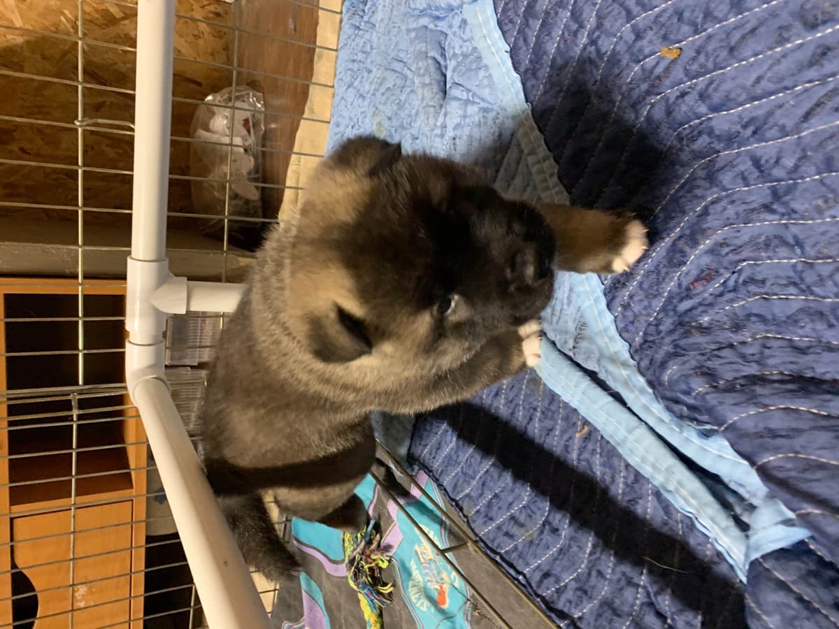 Akita Puppies breeder image 20