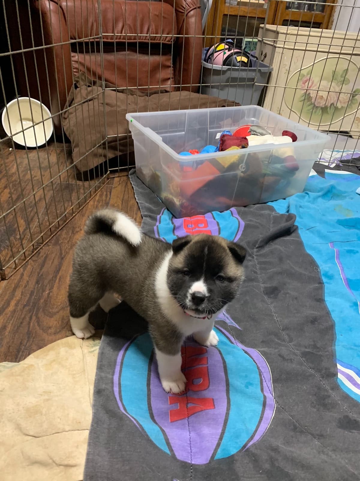 Akita Puppies breeder image 25