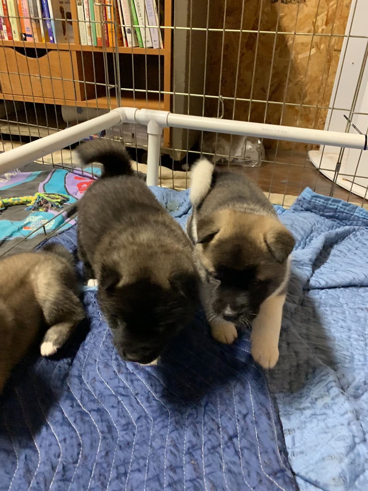 Akita Puppies breeder image 26