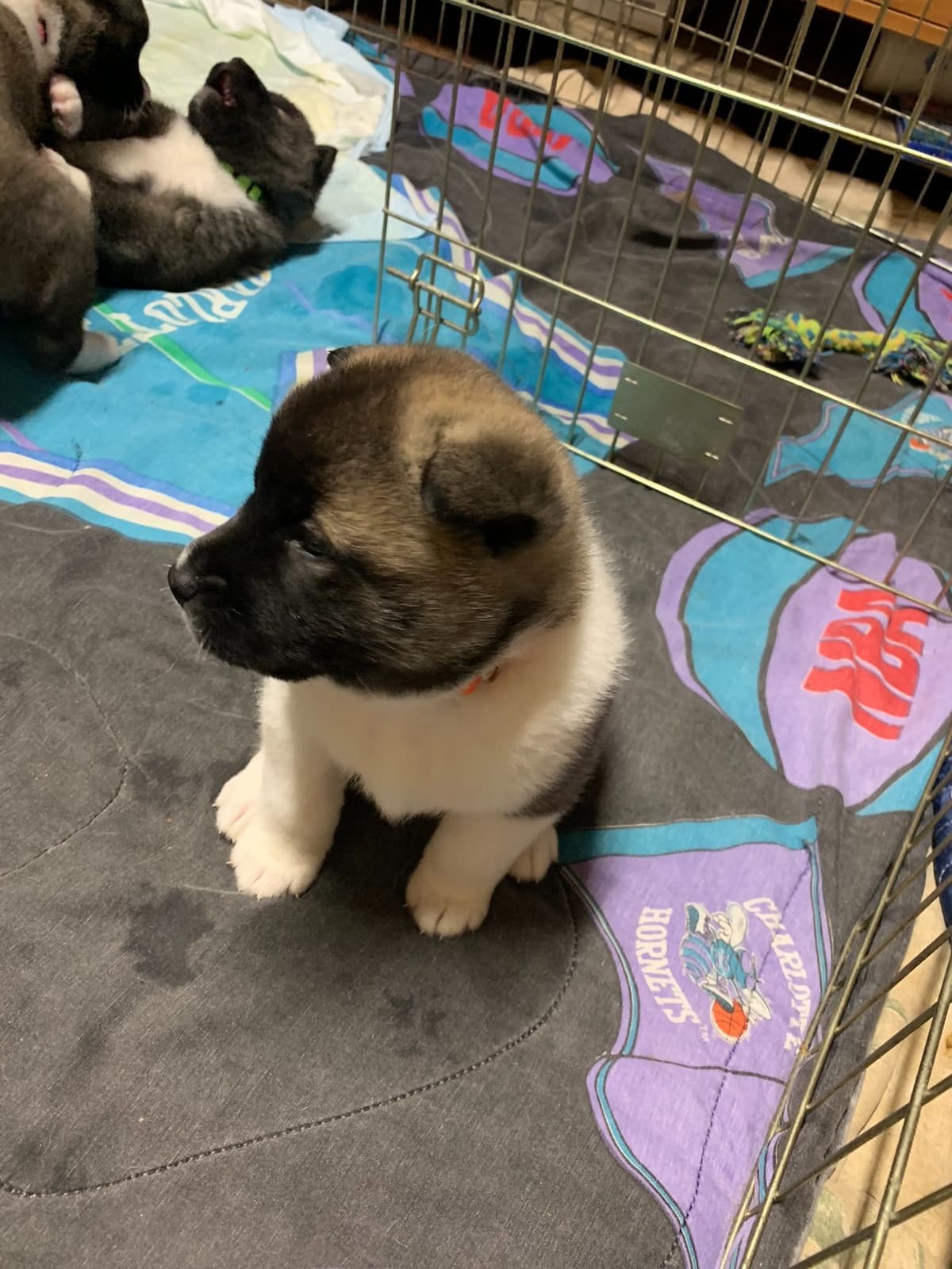 Akita Puppies breeder image 27