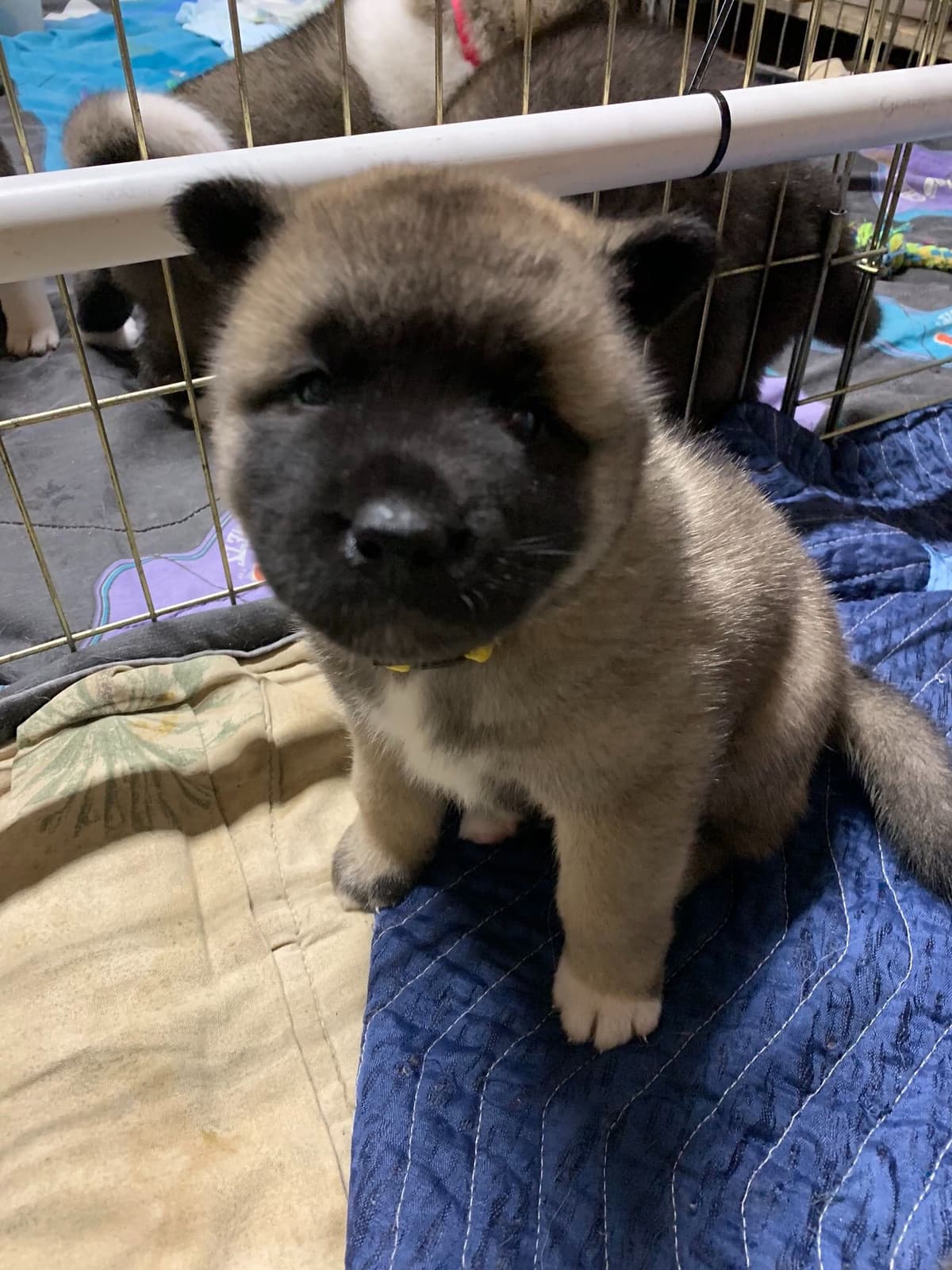 Akita Puppies breeder image 28