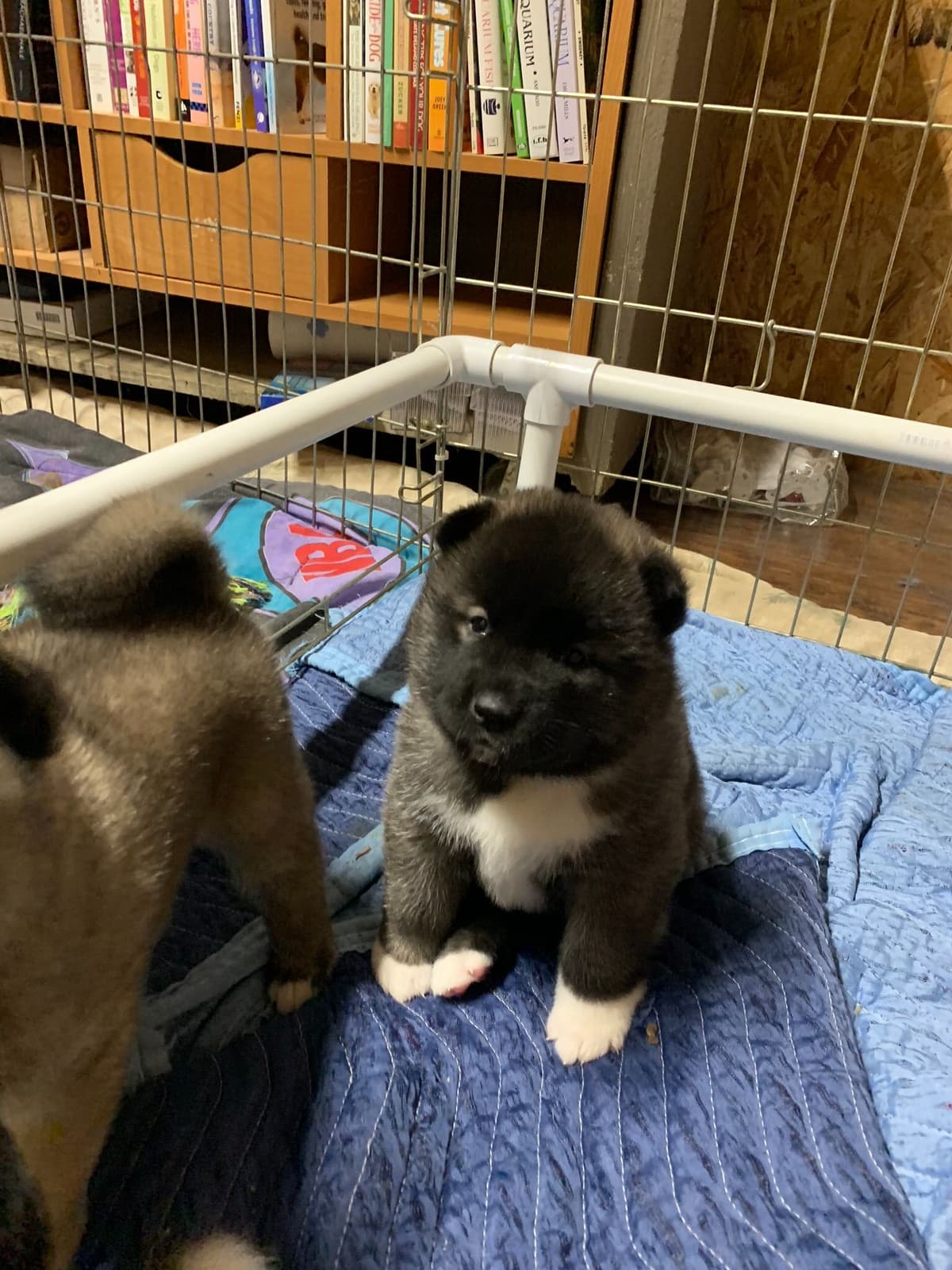 Akita Puppies breeder image 29