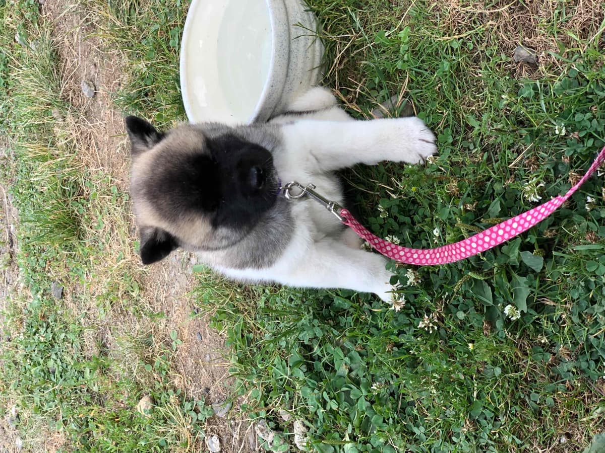 Akita Puppies breeder image 31