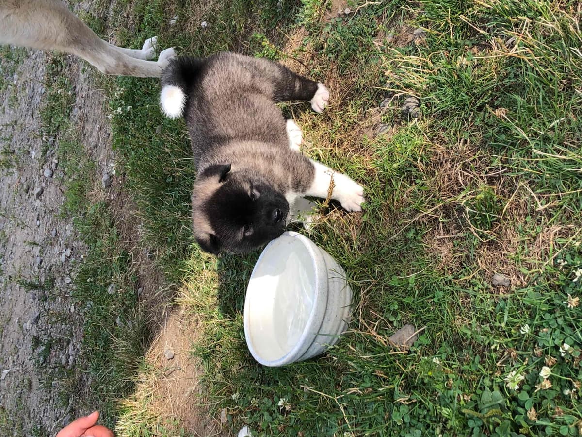 Akita Puppies breeder image 32