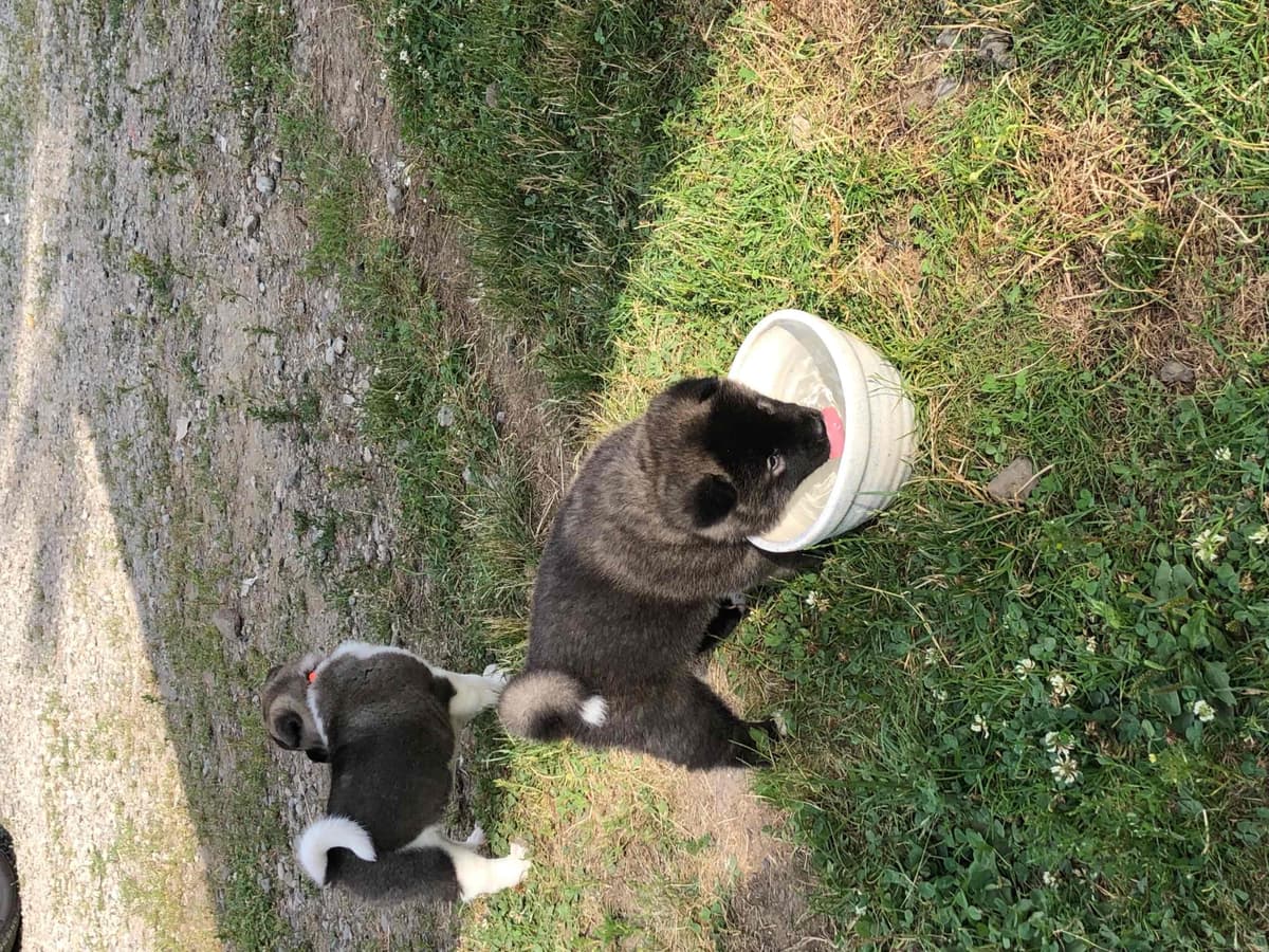 Akita Puppies breeder image 33