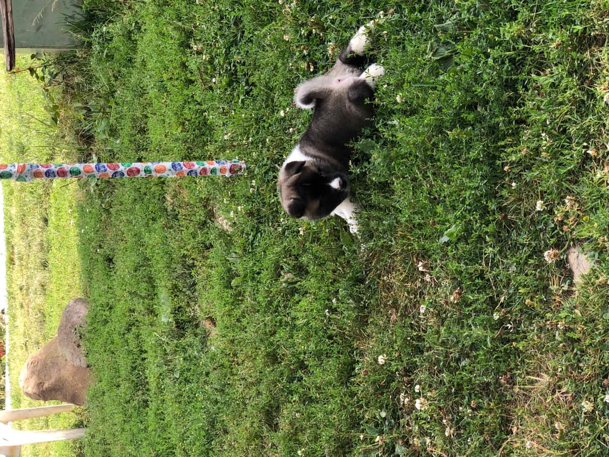 Akita Puppies breeder image 34