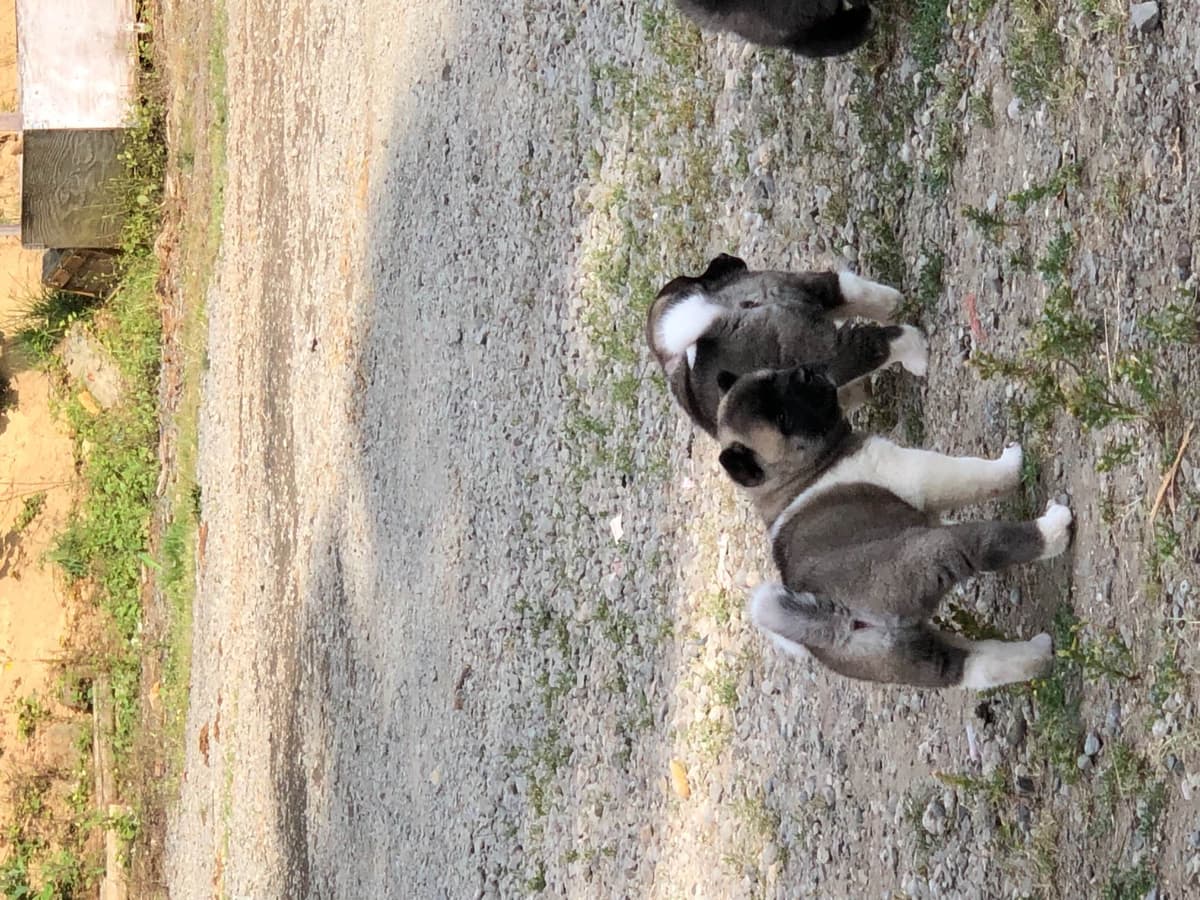 Akita Puppies breeder image 35