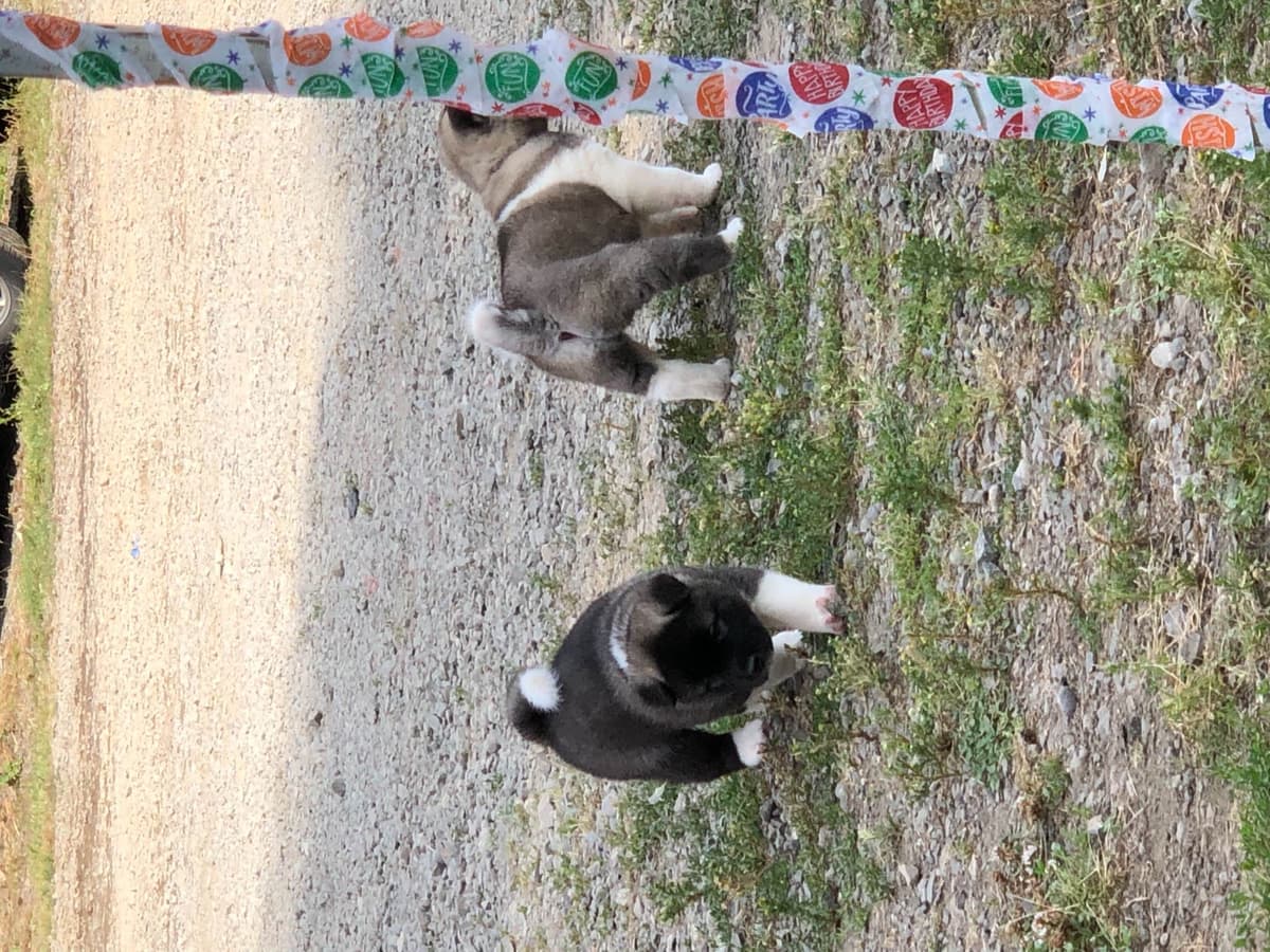Akita Puppies breeder image 36
