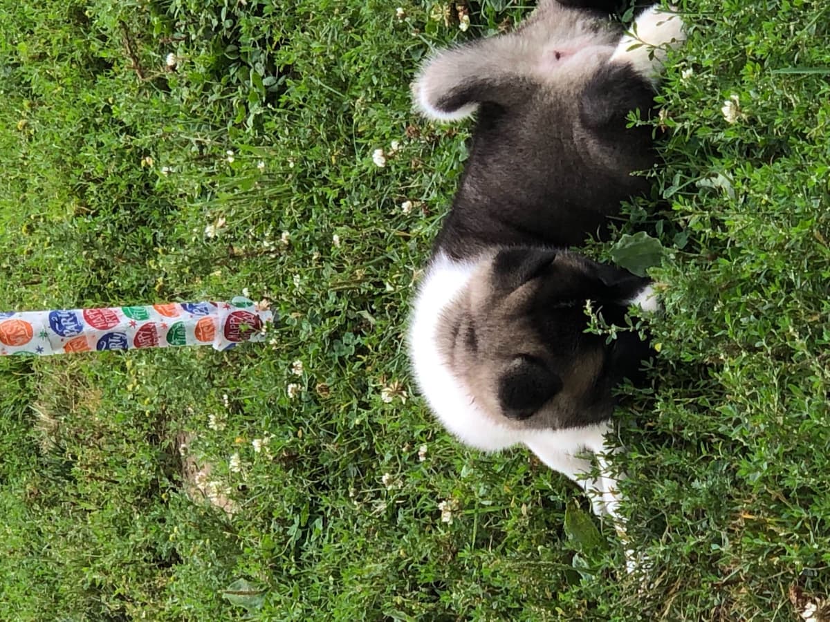 Akita Puppies breeder image 38
