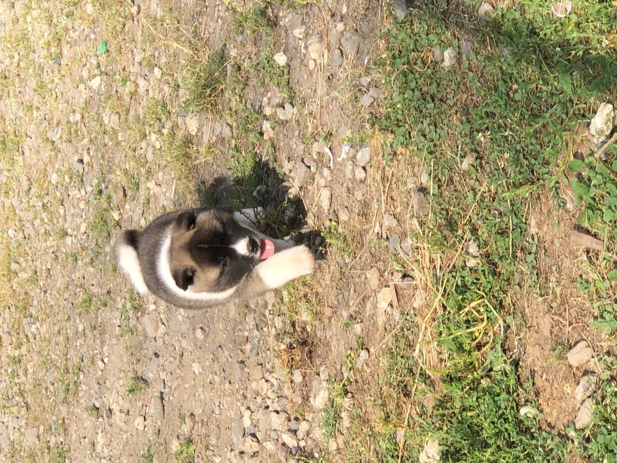 Akita Puppies breeder image 39