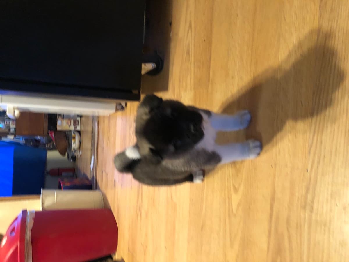 Akita Puppies breeder image 41
