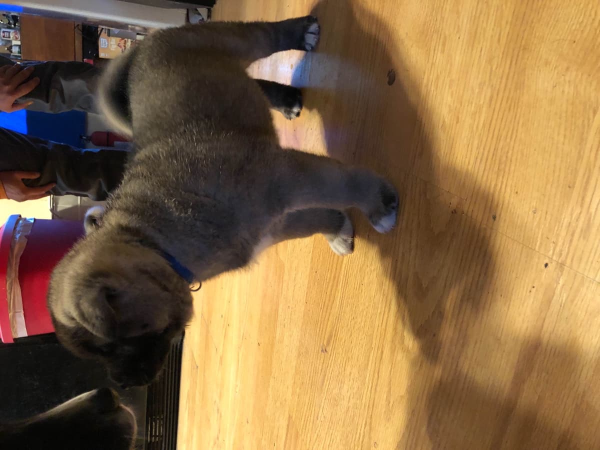 Akita Puppies breeder image 42