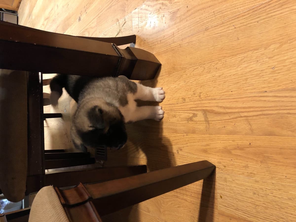 Akita Puppies breeder image 43