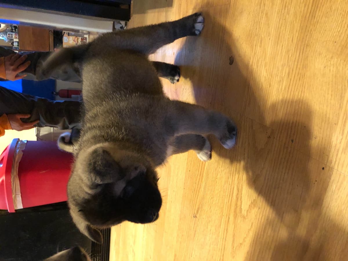 Akita Puppies breeder image 44