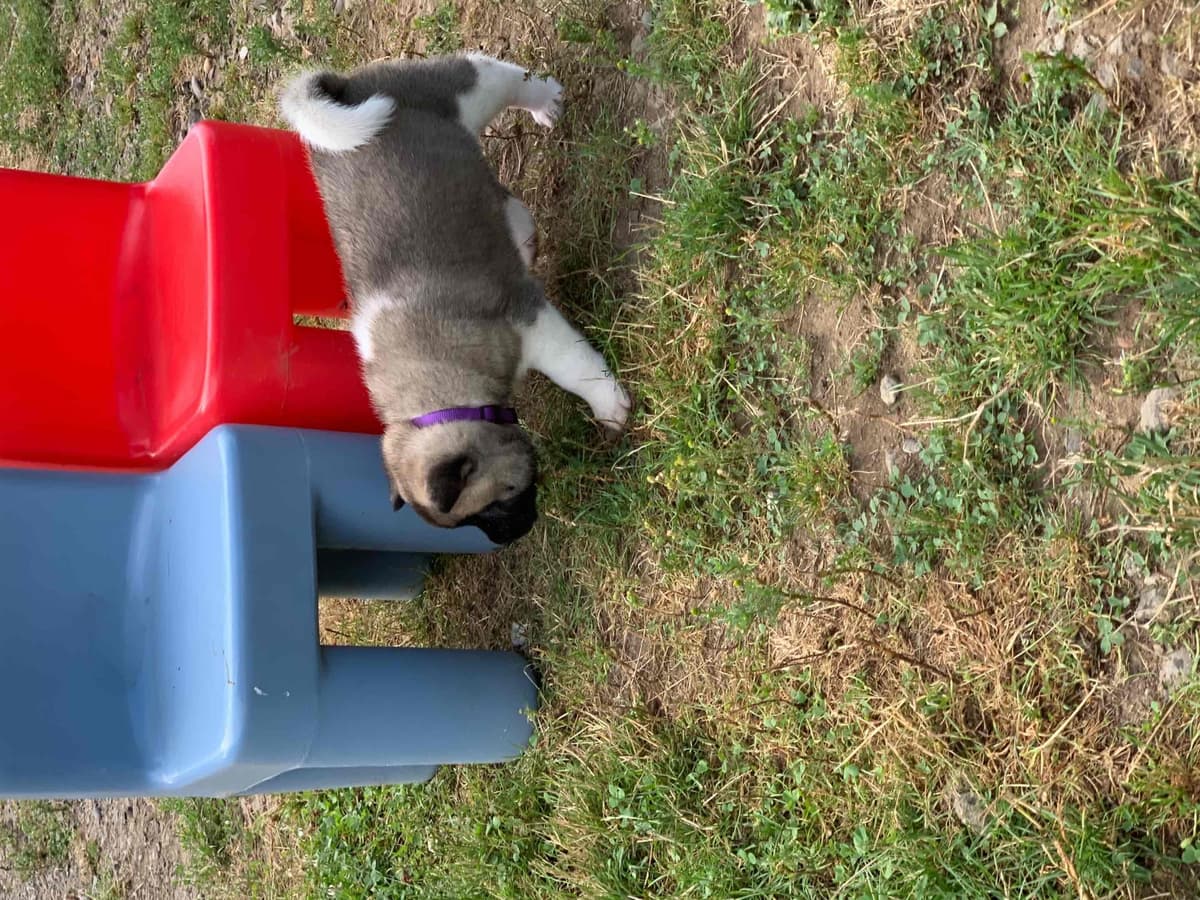Akita Puppies breeder image 45