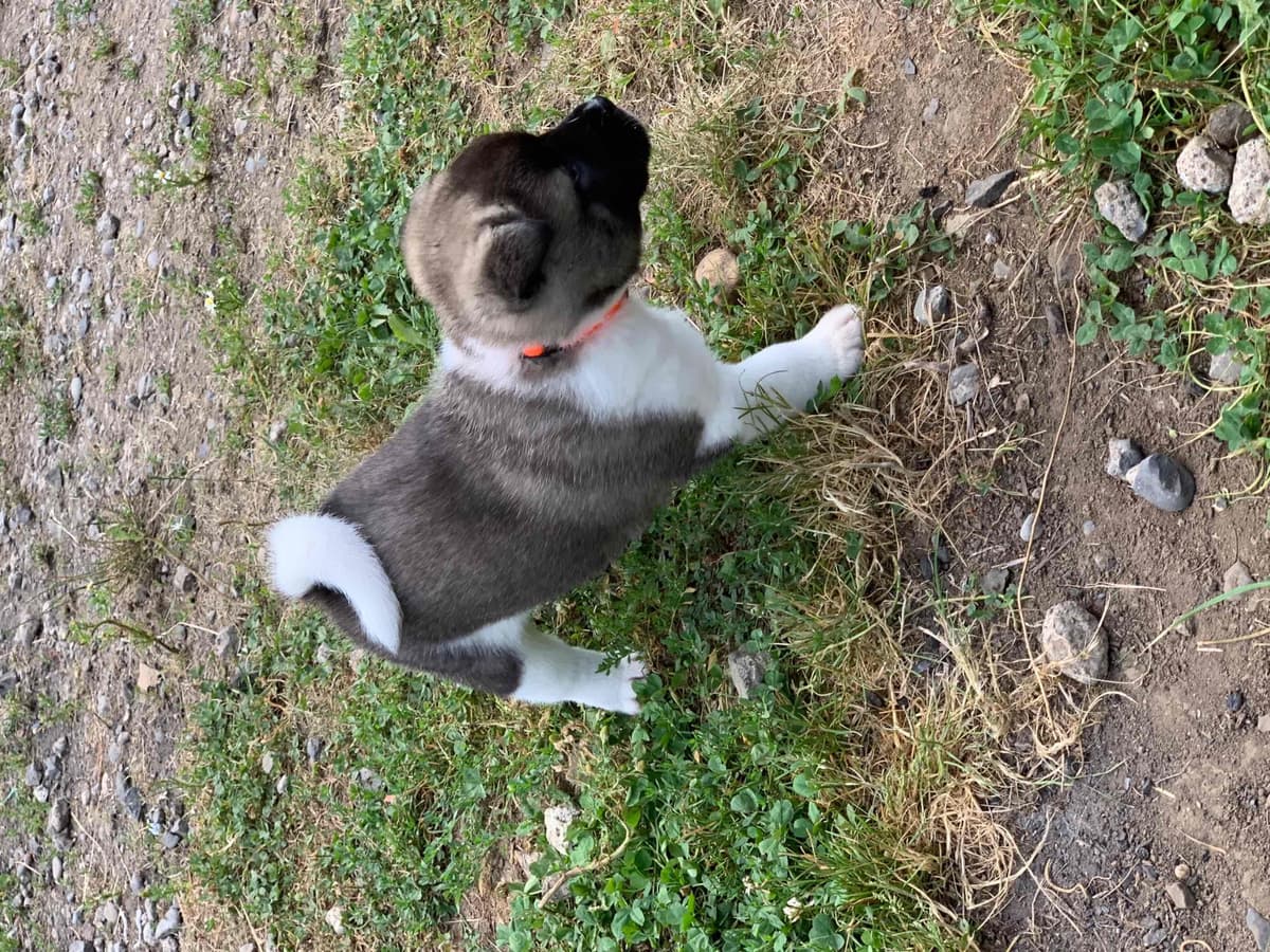 Akita Puppies breeder image 47