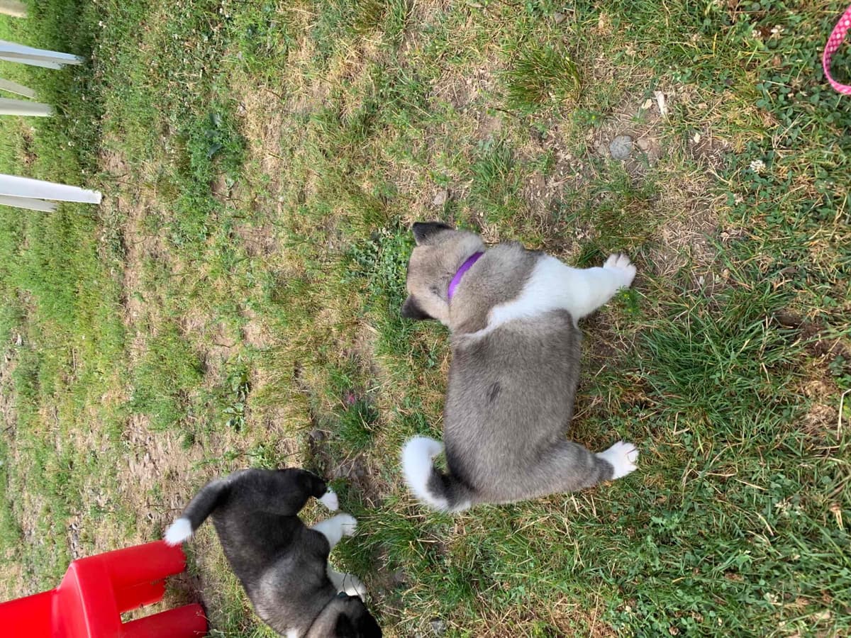 Akita Puppies breeder image 48