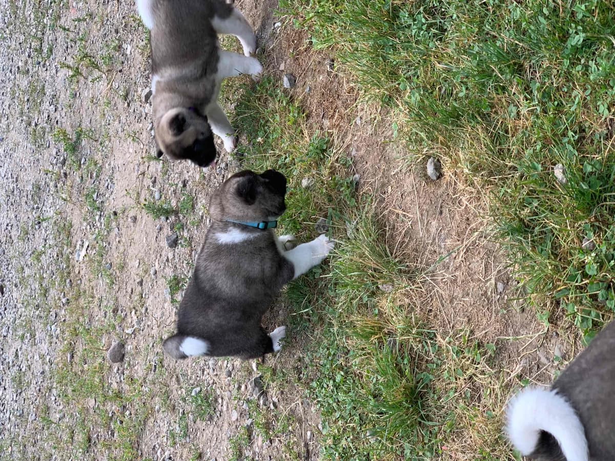 Akita Puppies breeder image 49
